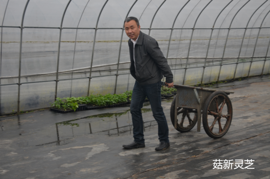 菇新創(chuàng)始人顧越峰先生親自參與到種植基地的建設