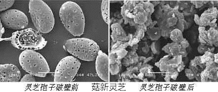 靈芝孢子粉破壁前后對(duì)比