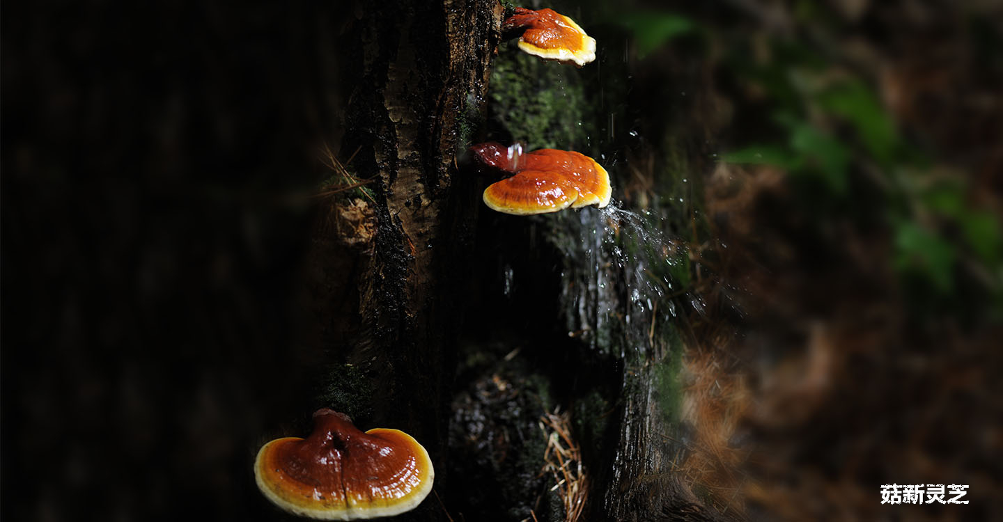 破壁靈芝孢子粉是靈芝的種子