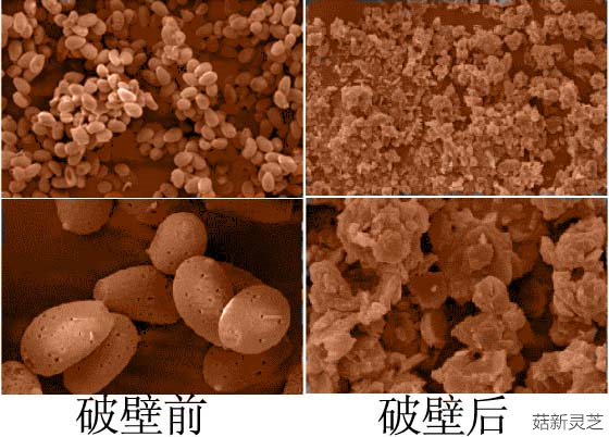 破壁靈芝孢子粉破壁前后對比