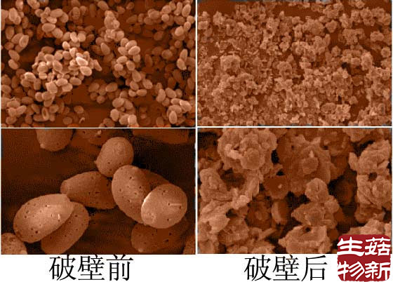 靈芝孢子粉破壁前后對比圖