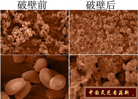 破壁前后的靈芝孢子粉對比圖