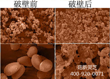 電子顯微鏡下靈芝孢子粉破壁前后的對比圖