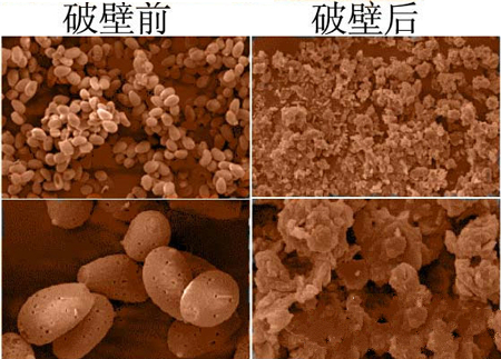 破壁前后靈芝孢子粉在電子顯微鏡下的形態(tài)