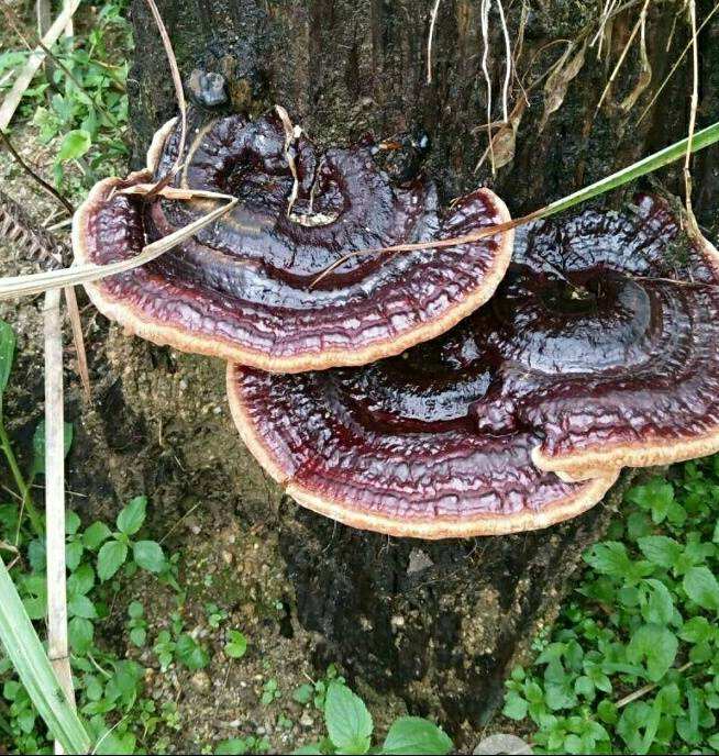 野生靈芝