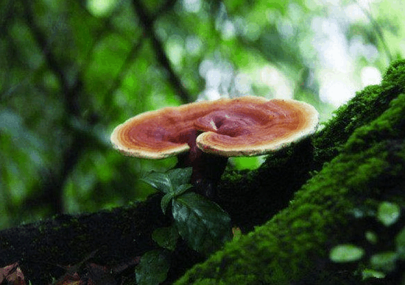 日常怎么吃靈芝