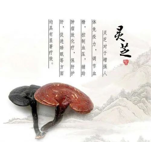 靈芝能夠增強(qiáng)免疫力